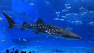 一度でよいかな