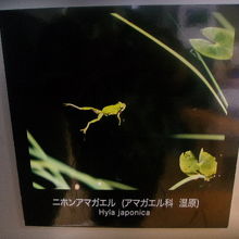 自然館内、カエルさんの写真１