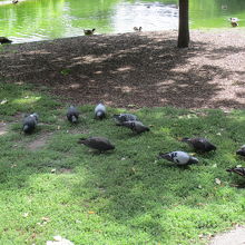 池の周りに集まる鳩