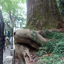 タコの足の様です