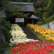 横浜で彼岸花といえば新羽の西方寺が一押し