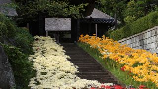 横浜で彼岸花といえば新羽の西方寺が一押し