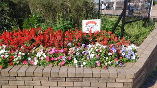 綺麗なお花が咲いていました