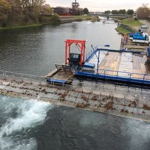 くるくる回りながら鮭を捕獲