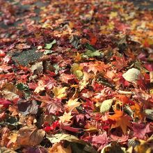 なんときれいな