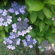 美しいガクアジサイの様子