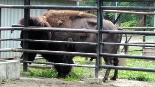 昔ながらの動物園