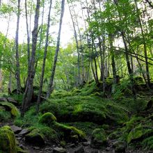 やまのこ村から行者小屋までの道は、こんな苔むした感じも