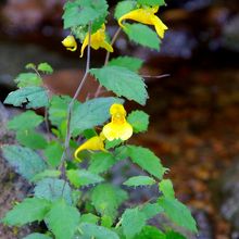時々きれいな花が見られる