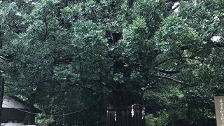  御神木ナギの大樹