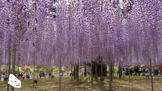 一面のフジの花が絶景