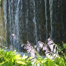 睡蓮以外の花もきれいに咲いていました。