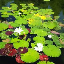白、赤、青の睡蓮