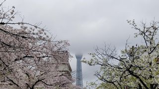 スカイツリーと桜のコラボ