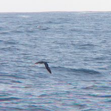 オオミズナギドリ