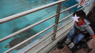 仔ガメや親ガメがたくさん！