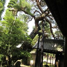 自然を生かした風情ある庭園