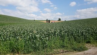 美瑛らしい景色