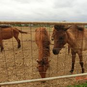 牛と馬がいて馬に草を千切ってあげた