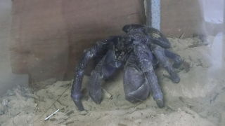 小屋のようなちゃちな建物でした