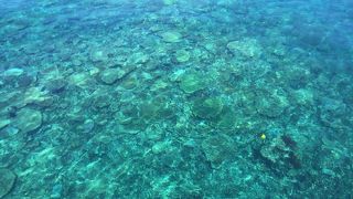 サンゴ礁はとても見応えあります