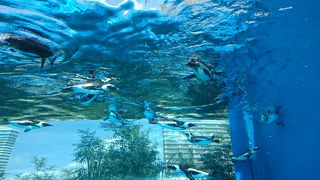 宙を舞うペンギン