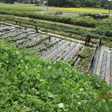 土手の下はわさび畑