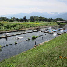 土手の下では魚の養殖が。