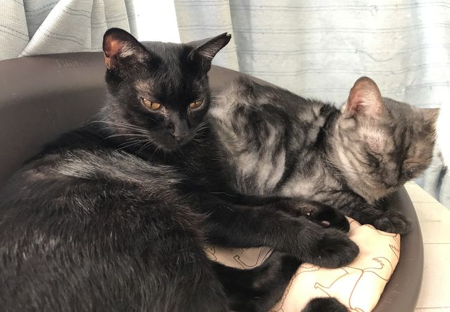 猫カフェ にゃんくる 桜木町店 クチコミ アクセス 営業時間 横浜 フォートラベル 猫カフェ にゃんくる 桜木町店 クチコミ アクセス 営業時間 横浜 フォートラベル