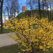 ゲディミナス城