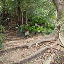 一部このような道もあるので足元注意！