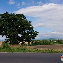 ちょっと形がくずれてきた？
