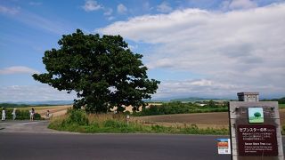 この～木なんの木