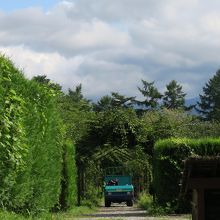 シミック八ヶ岳薬用植物園