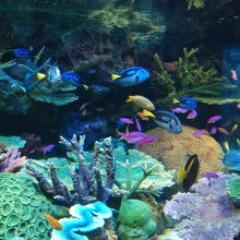 サンゴと色鮮やかな魚たち