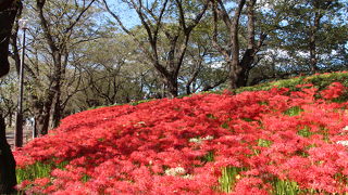 2017年　幸手権現堂の曼珠沙華は満開！