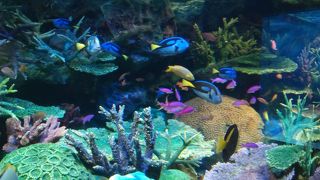 リニューアルしてから平日でも大混雑