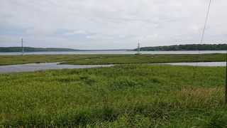 白い鳥がいました