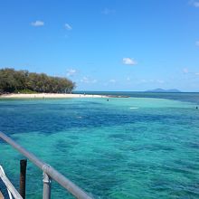 ウミガメに会えました