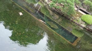 日本三大庭園の一つ。早朝がオススメです。