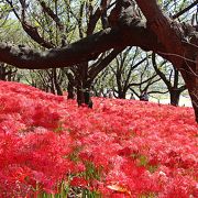 レンタサイクルを使えば行動範囲が広がるヨ／2017さって曼珠沙華まつり