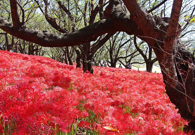 レンタサイクルを使えば行動範囲が広がるヨ／2017さって曼珠沙華まつり