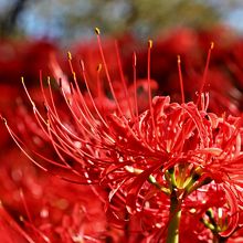 木漏れ日の中で