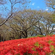青空と曼珠沙華のコラボ（午後）