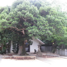 芦屋神社境内の古木