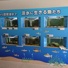 魚の展示