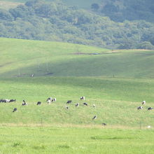 ナイタイ高原牧場