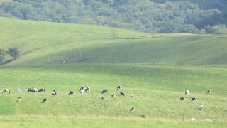 十勝らしい広大な牧場