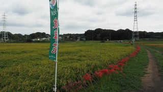 まさに彼岸の時期に