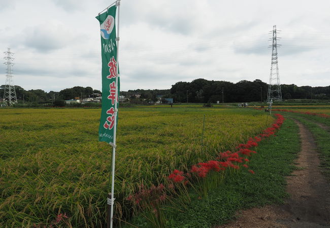 まさに彼岸の時期に